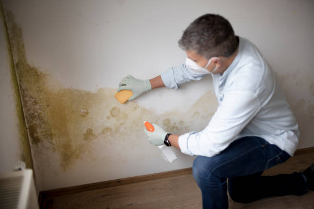 Mold Removal for HVAC Installations in Poland, OH