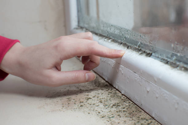 Environmental Consulting for Mold Prevention in Poland, OH